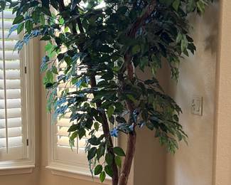 Large Silk Tree in Ceramic Pot