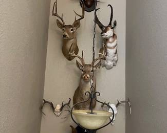 We have some great Taxidermy!