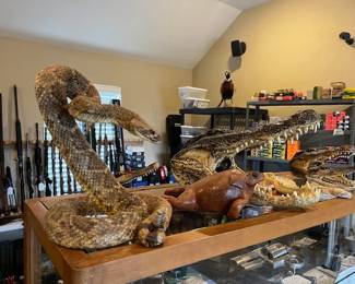 Rattlesnake taxidermy