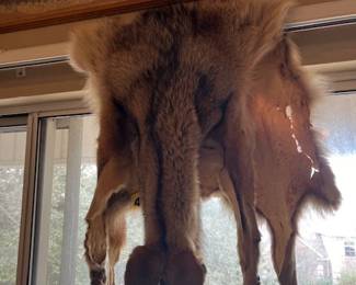 Coyote Pelt