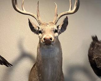 Another 9 point buck