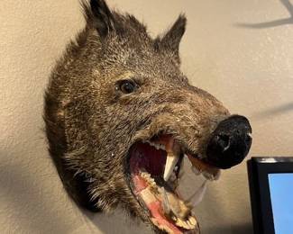 Javelina