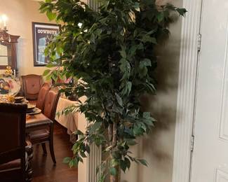 One of many tall trees