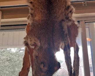 Bobcat Pelt