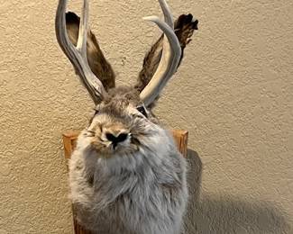 Jackalope