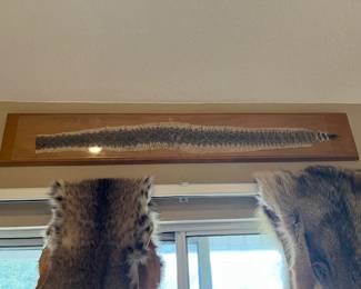 Rattlesnake skin