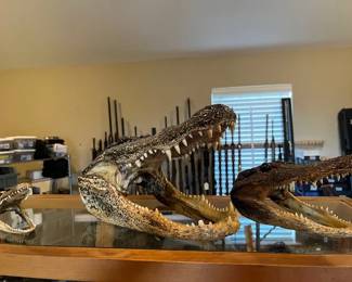 Three Alligator Heads