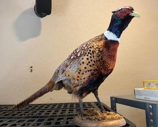Nice Pheasant