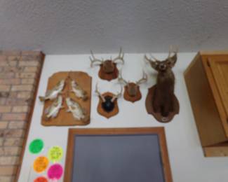 Deer Mounts