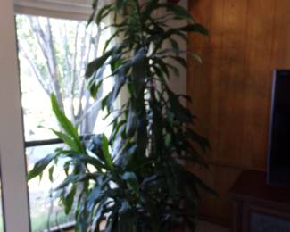 Beautiful Healthy Plant