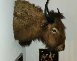 American buffalo/bison mount