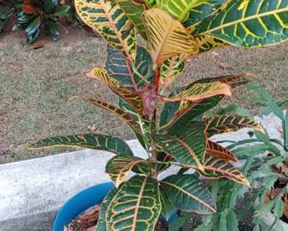 Beautiful live plants