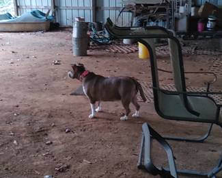 Precious in the barn