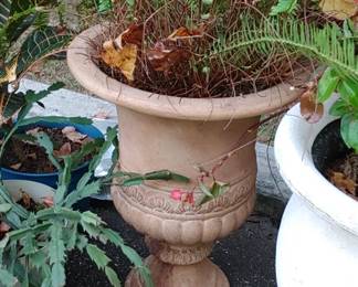 Ferns in pots