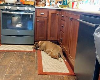 Precious napping in the kitchen
