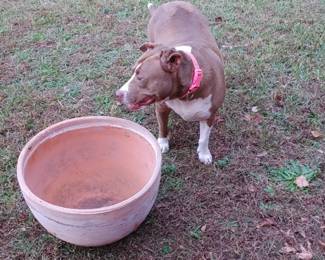Precious has found her new watering bottle just gorgeous round terracotta pot