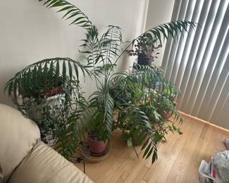 For plant lovers - Live Plants for sale!