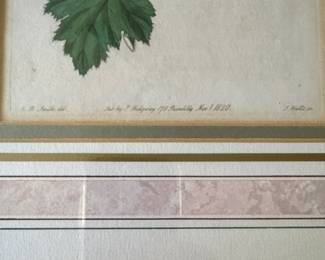 Vintage Botanical. Photo 3 of 3.