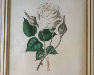 Vintage Rose Botanical. Photo 2 of 2.