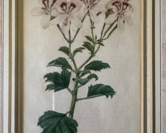 Vintage Botanical. Photo 2 of 3.