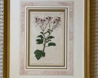 Vintage Botanical. Photo 1 of 3.