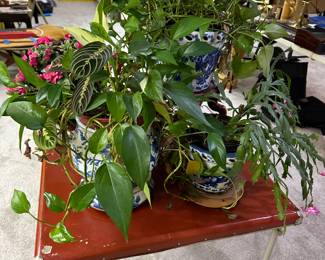 Every sale I get questions about the house plants! YES, AT THIS SALE THEY ARE ALL FOR SALE! 