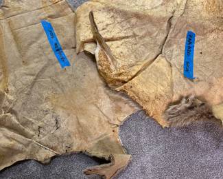 RARE AND UNIQUE! Two KANGAROO PELTS! 