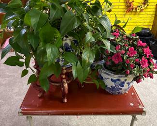 Every sale I get questions about the house plants! YES, AT THIS SALE THEY ARE ALL FOR SALE! 
