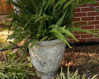 Concrete planter with giant fern