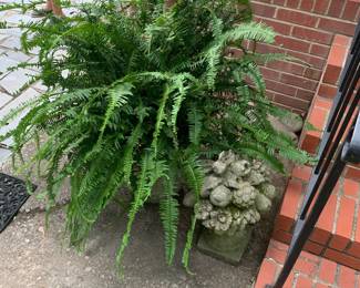 Big fern