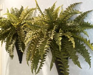 Ferns