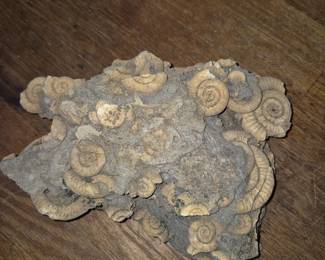 Ammonite Fossil Stone slab