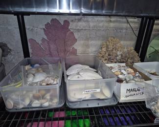 Large collection of coral and sea shells