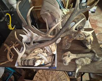 Deer and Moose antlers