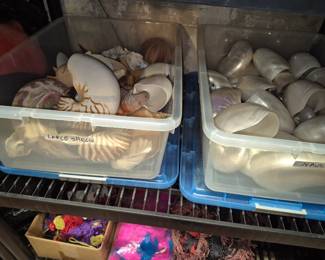 Huge amount of Chambered Nautilus sea shells
