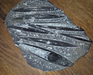 Orthoceras Fossil Stone slab
