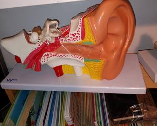 Salesman Ear Model