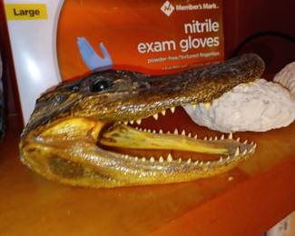 Crocodile Head