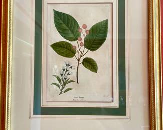 Antique botanical pictures, many throughout the home. One of a set of four. Crab Apple, June Berry, Papaw, Dogwood.  Artist Andre Michauz 1746-1803 hand colored lithograph.  French 10 1/2" h X 8" w unframed.  Framed 17" H x 13 1/2"  W.  