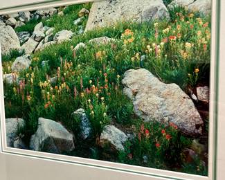 Beautiful botanical photography