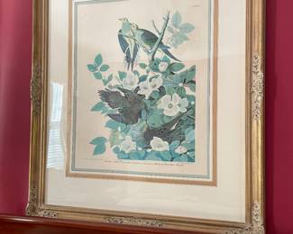 Audubon bird picture