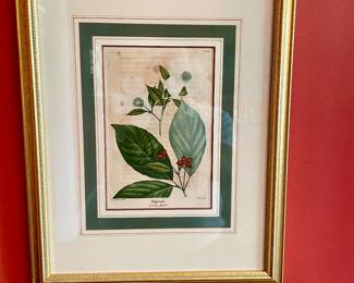 Antique botanical pictures, many throughout the home. One of a set of four. Crab Apple, June Berry, Papaw, Dogwood.  Artist Andre Michauz 1746-1803 hand colored lithograph.  French 10 1/2" h X 8" w unframed.  Framed 17" H x 13 1/2"  W.  