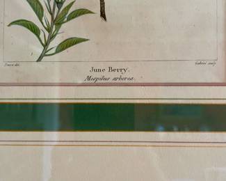 Antique botanical pictures, many throughout the home. One of a set of four. Crab Apple, June Berry, Papaw, Dogwood.  Artist Andre Michauz 1746-1803 hand colored lithograph.  French 10 1/2" h X 8" w unframed.  Framed 17" H x 13 1/2"  W.  