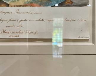 Goodall, pen and watercolor bird pictures, one of three ca. 1820