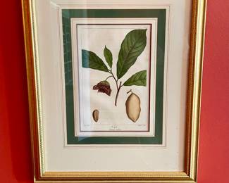 Antique botanical pictures, many throughout the home. One of a set of four. Crab Apple, June Berry, Papaw, Dogwood.  Artist Andre Michauz 1746-1803 hand colored lithograph.  French 10 1/2" h X 8" w unframed.  Framed 17" H x 13 1/2"  W.  