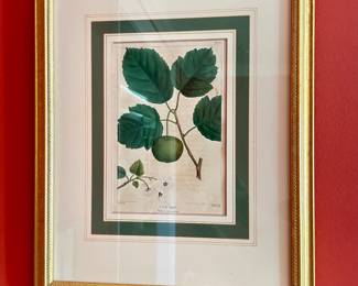 Antique botanical pictures, many throughout the home. One of a set of four. Crab Apple, June Berry, Papaw, Dogwood.  Artist Andre Michauz 1746-1803 hand colored lithograph.  French 10 1/2" h X 8" w unframed.  Framed 17" H x 13 1/2"  W.  