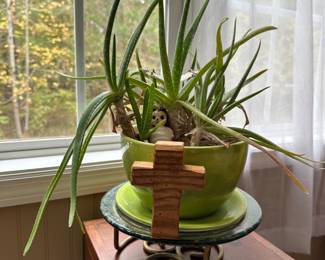 Fun and unusual live plants ready for a new home