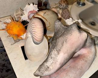SHELLS oh my