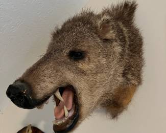 Peccary taxidermy