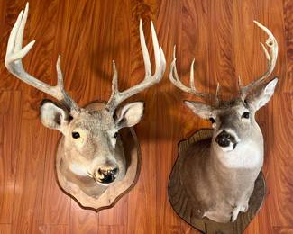 Deer taxidermy